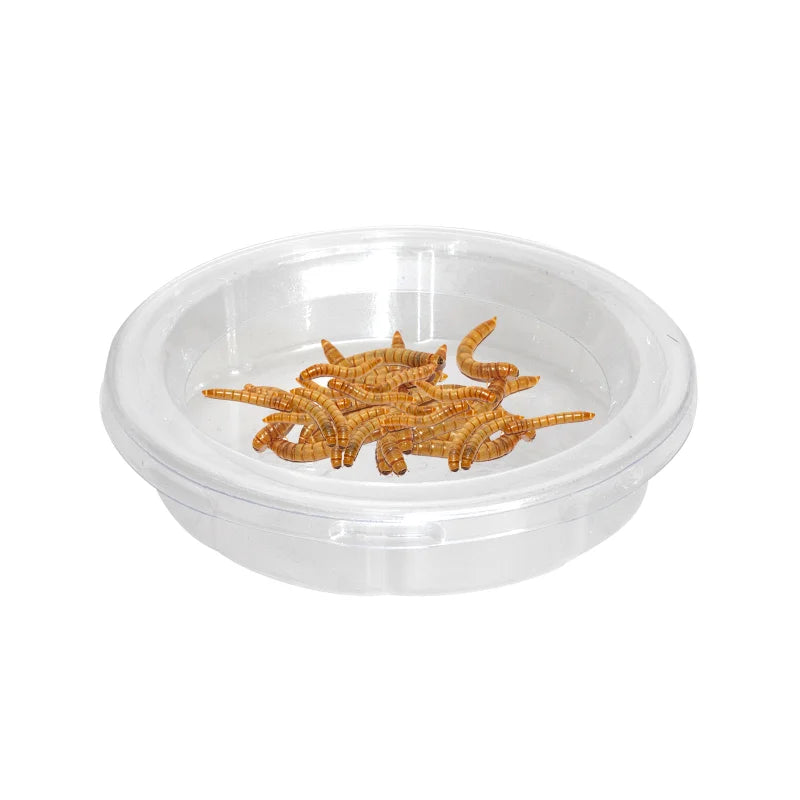 Reptile Feeding Bowl – Perfect for Insects, Snakes & Geckos - Pet Oasis