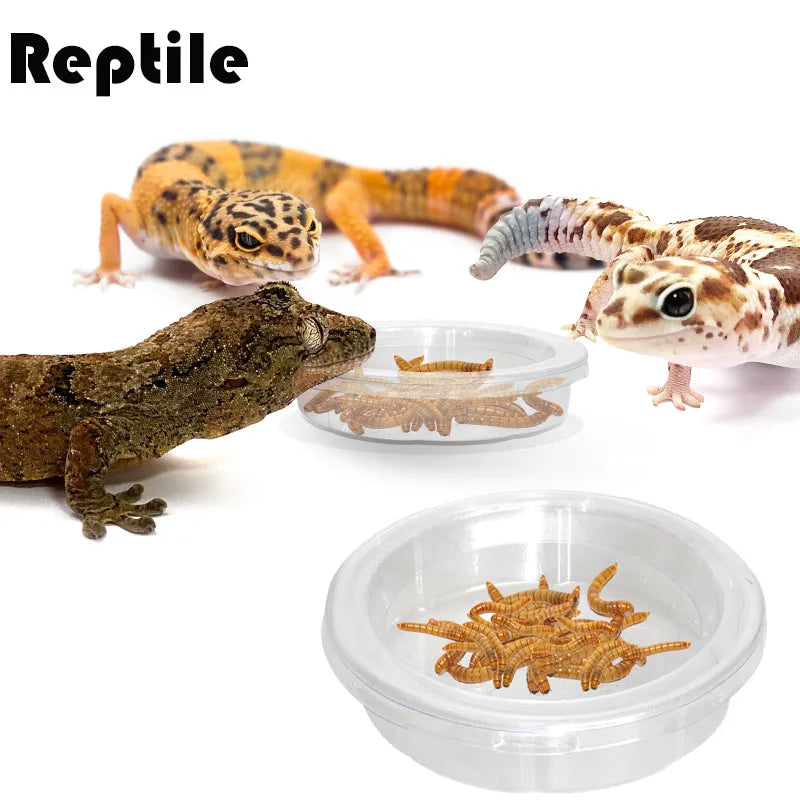 Reptile Feeding Bowl – Perfect for Insects, Snakes & Geckos - Pet Oasis